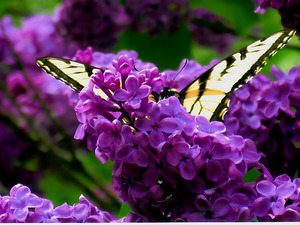 Swallowtail On Lilacs