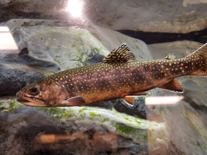 Brook Trout