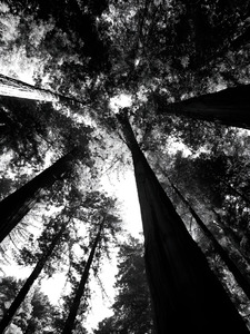 Redwoods