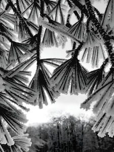 Snowy Conifer 1
