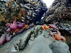 Tidal Pool 2