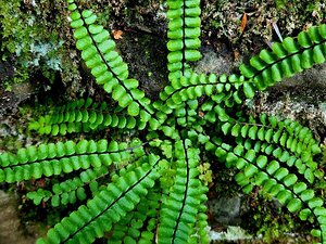Maidenhair Spleenwort