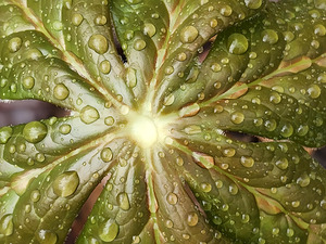 Raindrops on Mayapple