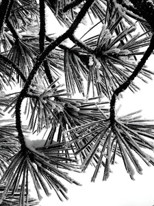 Snowy Conifer