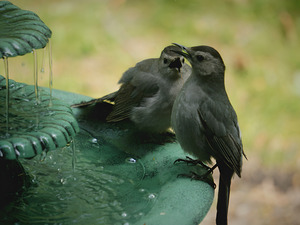 Catbird Scolding