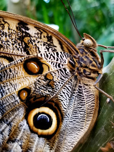 Owl Butterfly