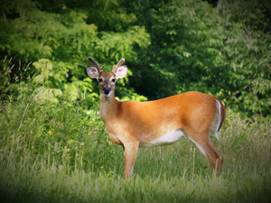 Velvet Buck