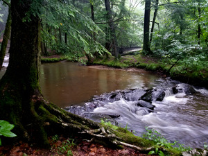 Hemlock Stream