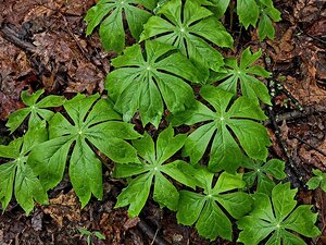 Mayapples 1