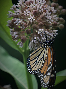 Monarch On Milkweed
