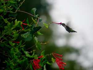Nectaring Hummingbird