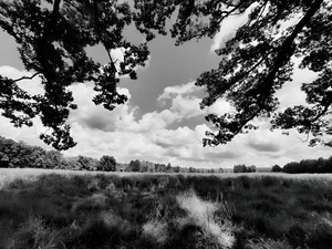 Meadow