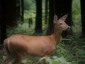 Doe