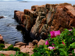 Acadia Coast