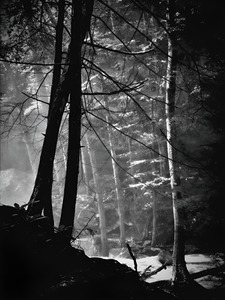 Forest Light