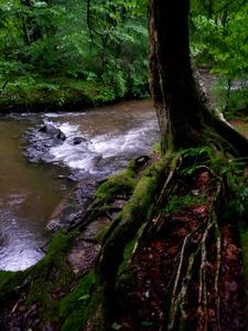 Minister Creek Riffle 1