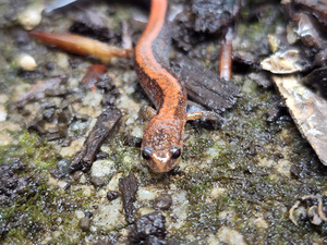 Redback Salamander