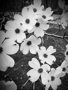 Flowering Dogwood