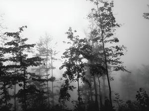 Misty Morning
