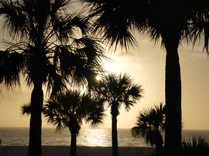 Palm Trees Silhouette