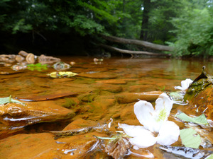 Carnahan Run