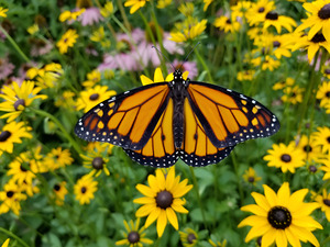 Monarch & Black Eyed Susan