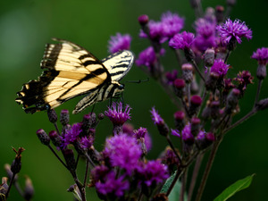 Swallowtail On Ironweed