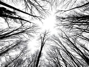 Winter Canopy