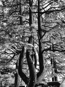 Evergreen Trident