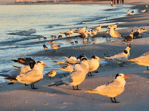 Gulls & Terns