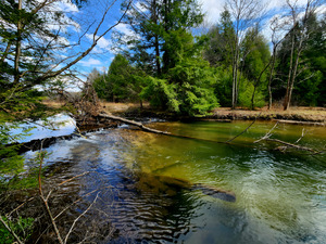 Spring At Clear Shade Creek