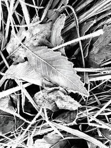 Frosty Oak Leaf