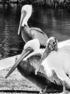 Stork Trio