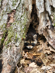 Racoon Kit