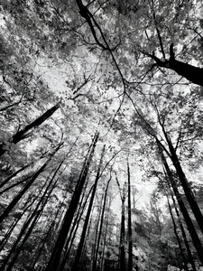 Forest Canopy