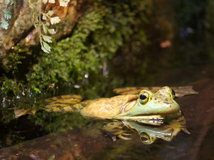 Bull Frog