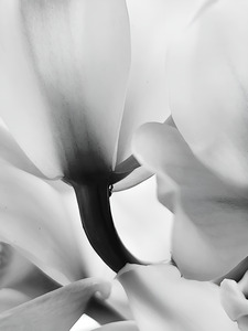 Ethereal Flower