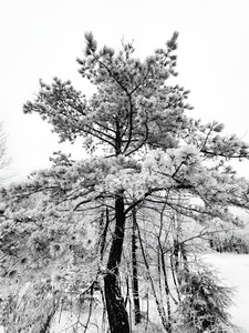 Snowy White Pine