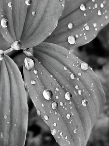 Raindrops