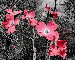 Red Dogwood