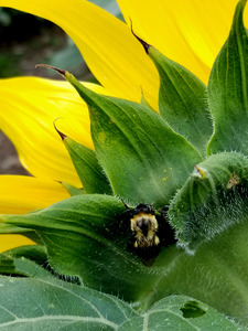 Sunflower Bumblebee