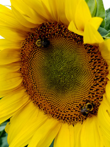 Sunflower Left