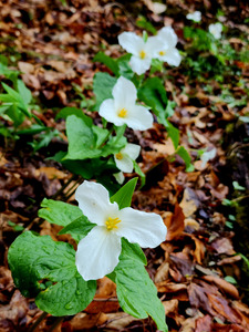 White Trillium Column