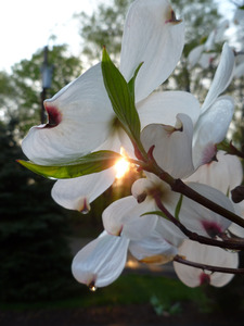 White Dogwood At Sunset