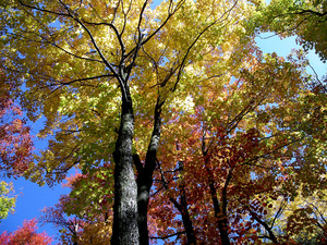 Golden Tree Horizontal