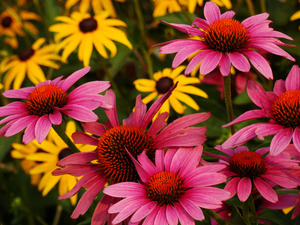 Echinacea And Rudbeckia