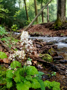 Foamflower Streamside