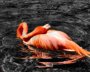 Flamingo Grooming