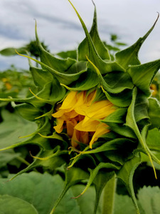 Sunflower Beak