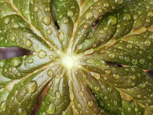 Raindrops On Mayapple